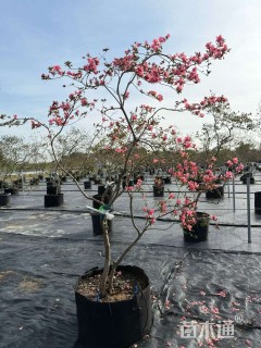 高度150厘米映山红