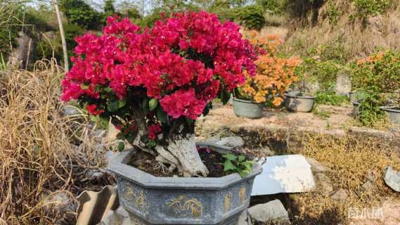 高度80厘米三角梅