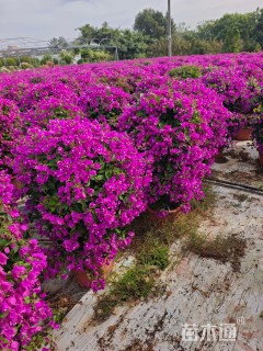 冠幅80厘米三角梅球