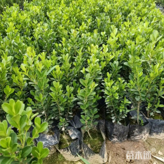 高度50厘米小叶黄杨小苗