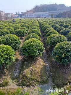 冠幅150厘米金森女贞球