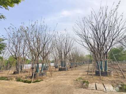 60公分丛生朴树