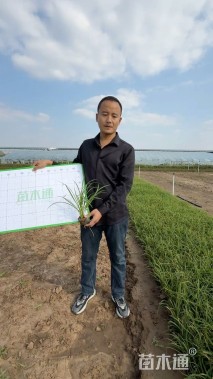 高度30厘米大花萱草