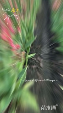 高度30厘米水生美人蕉