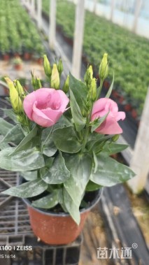 高度20厘米洋桔梗