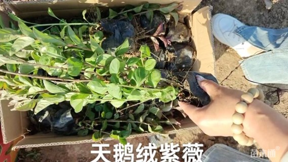 高度40厘米天鹅绒紫薇