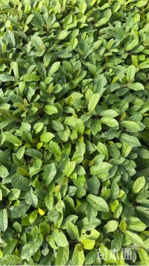 主蔓长30厘米地石榴