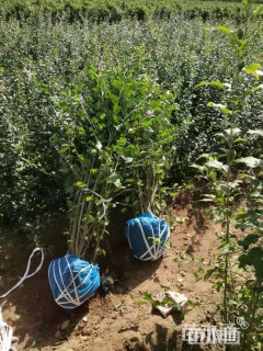 高度100厘米丛生木槿