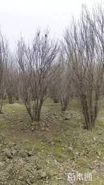 高度350厘米丛生石榴