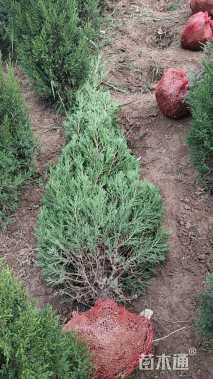高度100厘米蜀桧
