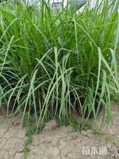 高度40厘米大布尼狼尾草