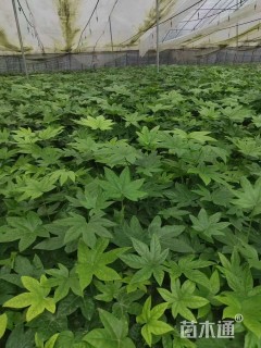 高度30厘米八角金盘