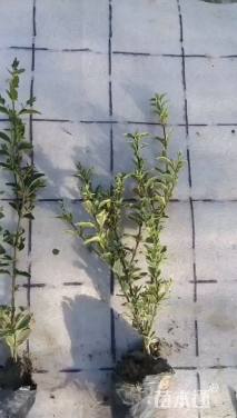 高度30厘米银姬小蜡