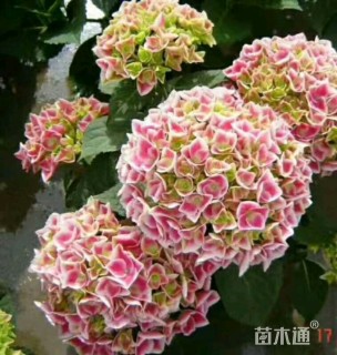 八仙花