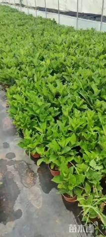 高度30厘米绣球