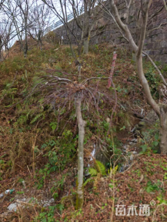 高度200厘米羽毛枫