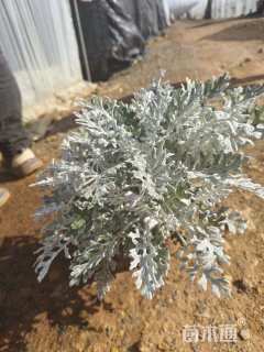 高度20厘米银叶菊