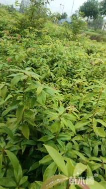 0.8公分金丝楠木