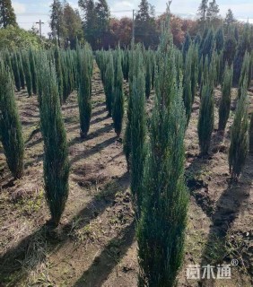 高度120厘米蓝剑柏