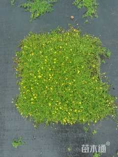 高度5厘米金莎蔓