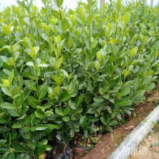 高度30厘米冬青小苗