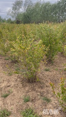 高度150厘米丛生花石榴