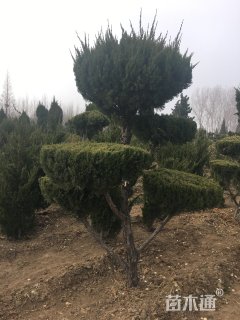 造型龙柏