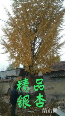 金叶银杏