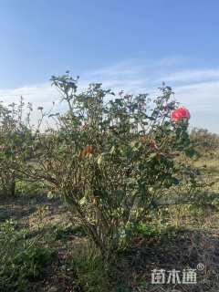 高度160厘米丛生月季