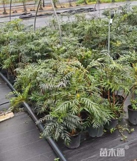 高度60厘米十大功劳