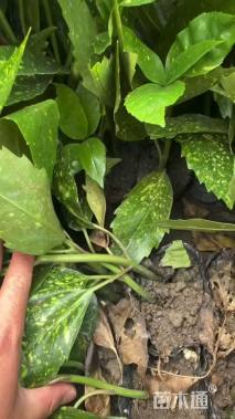 高度40厘米花叶珊瑚