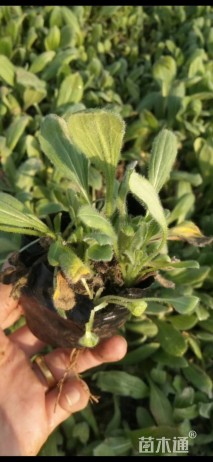 高度15厘米黑心菊