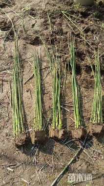 高度60厘米木贼