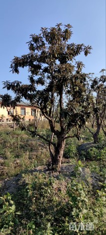 高度450厘米高山杜鹃