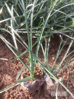 高度20厘米石蒜