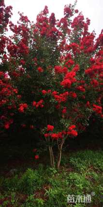 15公分红火球紫薇