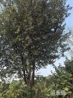 40公分榔榆