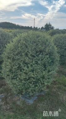 冠幅200厘米银姬小蜡球