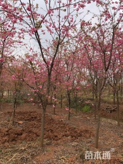 12公分云南樱花