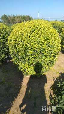 冠幅120厘米金叶榆球