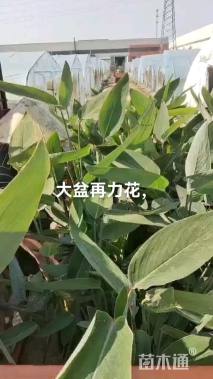 高度60厘米再力花