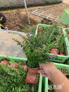 高度23厘米满天星