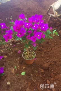 高度50厘米三角梅