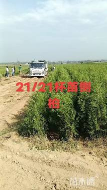 高度120厘米侧柏