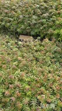 高度20厘米香椿小苗