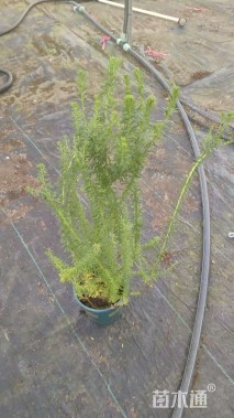 高度30厘米澳洲米花