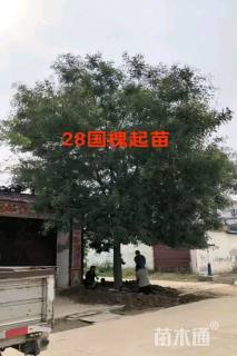 35公分国槐