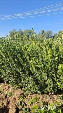 高度60厘米卫矛