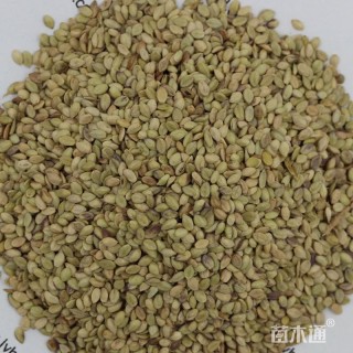 百喜草种子