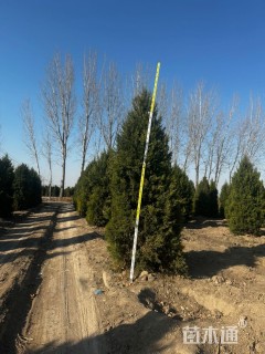 高度200厘米蜀桧